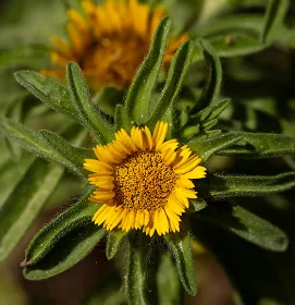 Fleur jaune d’arnica montana photographiée en gros plan