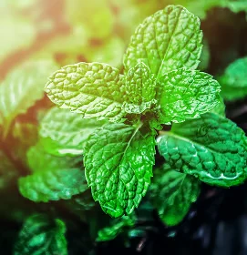 Feuilles de menthe fraîche couvertes de gouttelettes d’eau